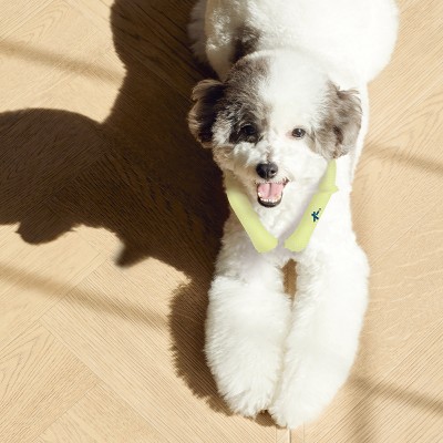 [Korea Cross Border]Korea icicool Pet Neckband Classic L