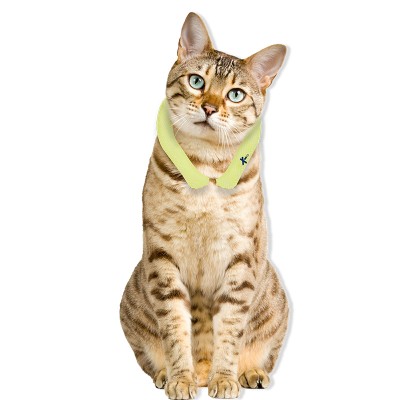 [Korea Cross Border]Korea icicool Pet Neckband Classic L